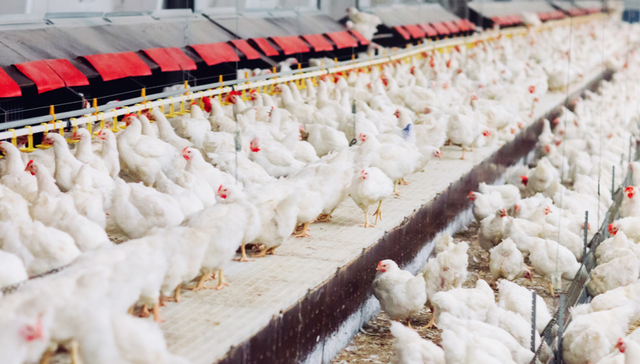 平安中证畜牧养殖ETF,养殖ETF,平安中证畜牧养殖交易型开放式指数证券投资基金,516760,51