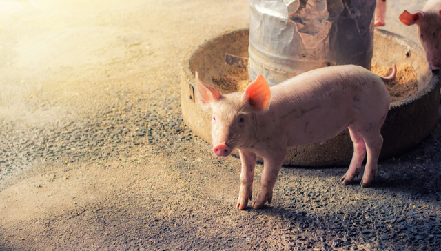 平安中证畜牧养殖ETF,养殖ETF,平安中证畜牧养殖交易型开放式指数证券投资基金,516760,51