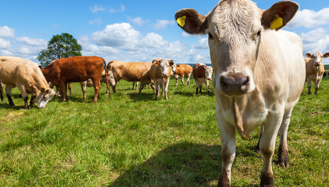 嘉实中证大农业ETF,农业ETF,嘉实中证大农业交易型开放式指数证券投资基金,516550,5165