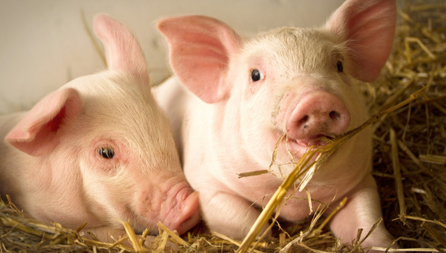 平安中证畜牧养殖ETF,养殖ETF,平安中证畜牧养殖交易型开放式指数证券投资基金,516760,51