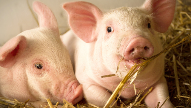 嘉实中证大农业ETF,农业ETF,嘉实中证大农业交易型开放式指数证券投资基金,516550,5165