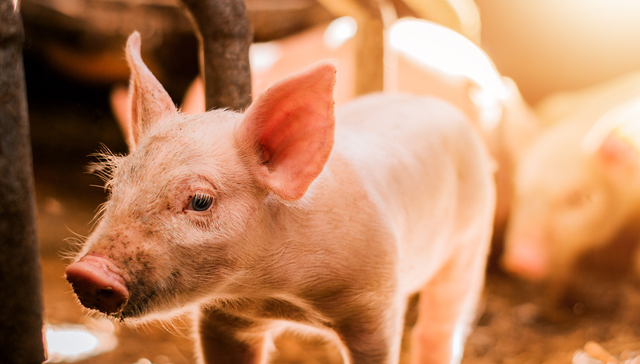 平安中证畜牧养殖ETF,养殖ETF,平安中证畜牧养殖交易型开放式指数证券投资基金,516760,51