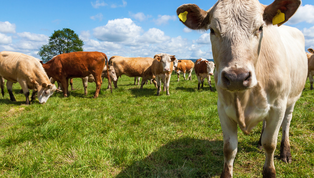 平安中证畜牧养殖ETF,养殖ETF,平安中证畜牧养殖交易型开放式指数证券投资基金,516760,51