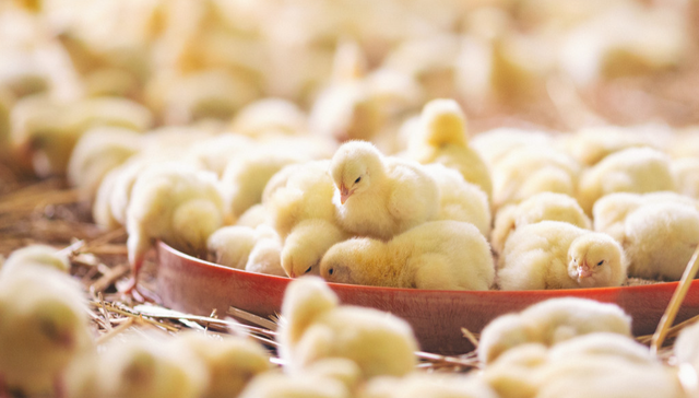 嘉实中证大农业ETF,农业ETF,嘉实中证大农业交易型开放式指数证券投资基金,516550,5165