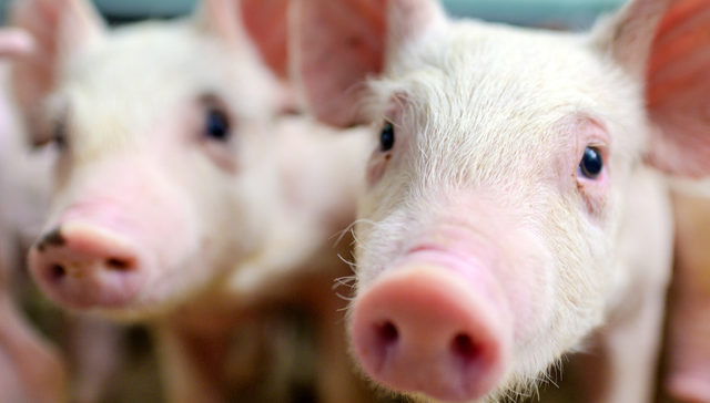 平安中证畜牧养殖ETF,养殖ETF,平安中证畜牧养殖交易型开放式指数证券投资基金,516760,51