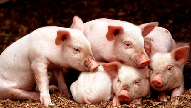 嘉实中证大农业ETF,农业ETF,嘉实中证大农业交易型开放式指数证券投资基金,516550,5165