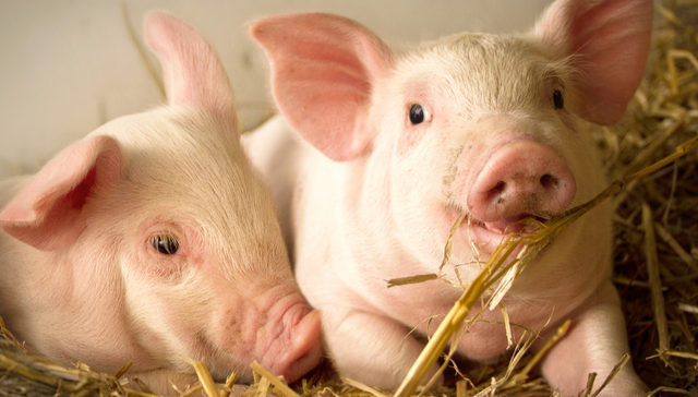 华夏中证农业主题ETF,农业,华夏中证农业主题交易型开放式指数证券投资基金,516810,51681