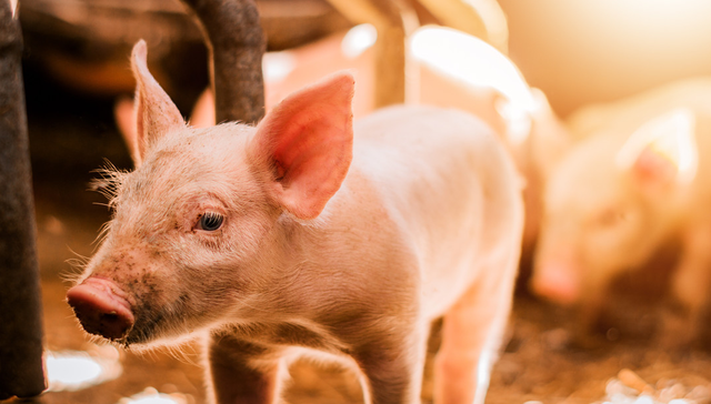 嘉实中证大农业ETF,农业ETF,嘉实中证大农业交易型开放式指数证券投资基金,516550,5165