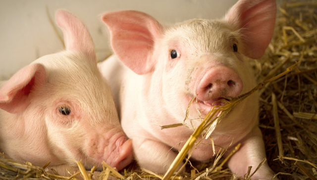 嘉实中证大农业ETF,农业ETF,嘉实中证大农业交易型开放式指数证券投资基金,516550,5165