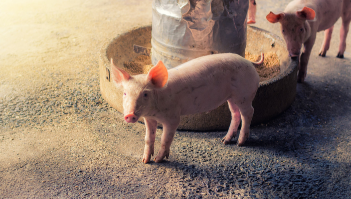 平安中证畜牧养殖ETF,养殖ETF,平安中证畜牧养殖交易型开放式指数证券投资基金,516760,51