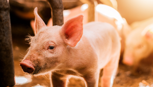 平安中证畜牧养殖ETF,养殖ETF,平安中证畜牧养殖交易型开放式指数证券投资基金,516760,51