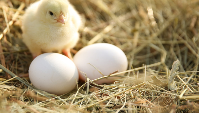 平安中证畜牧养殖ETF,养殖ETF,平安中证畜牧养殖交易型开放式指数证券投资基金,516760,51