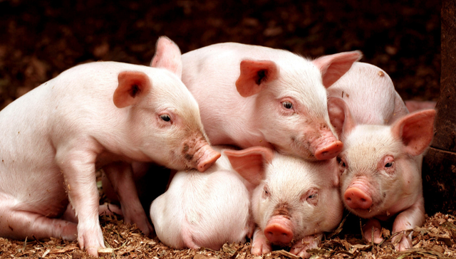 平安中证畜牧养殖ETF,养殖ETF,平安中证畜牧养殖交易型开放式指数证券投资基金,516760,51