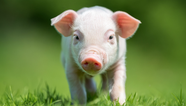 平安中证畜牧养殖ETF,养殖ETF,平安中证畜牧养殖交易型开放式指数证券投资基金,516760,51