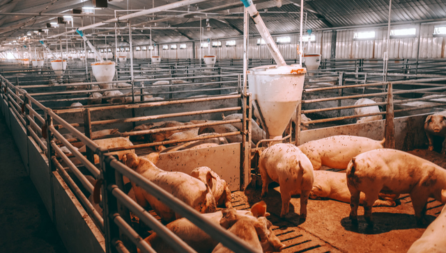 平安中证畜牧养殖ETF,养殖ETF,平安中证畜牧养殖交易型开放式指数证券投资基金,516760,51