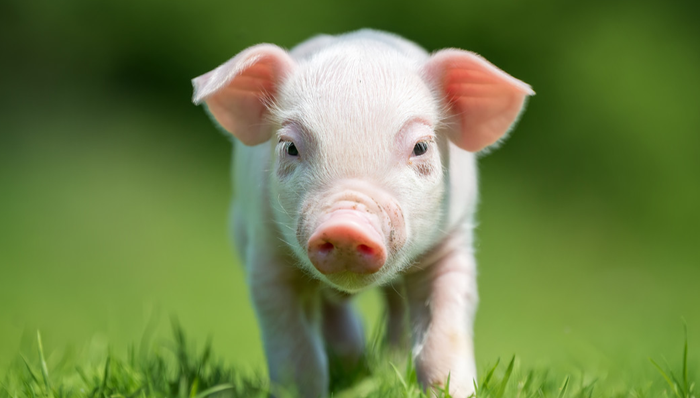 平安中证畜牧养殖ETF,养殖ETF,平安中证畜牧养殖交易型开放式指数证券投资基金,516760,51