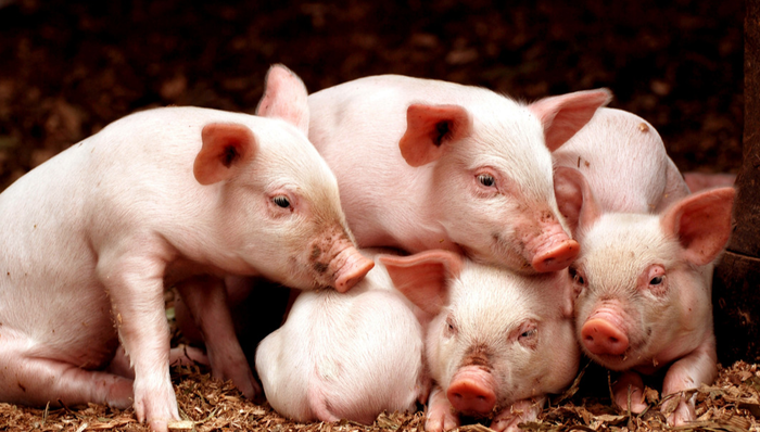 平安中证畜牧养殖ETF,养殖ETF,平安中证畜牧养殖交易型开放式指数证券投资基金,516760,51