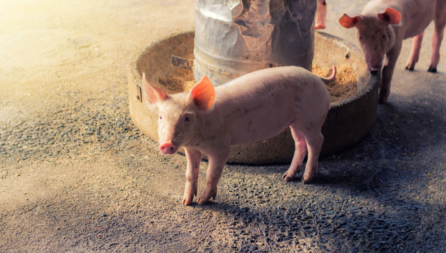 平安中证畜牧养殖ETF,养殖ETF,平安中证畜牧养殖交易型开放式指数证券投资基金,516760,51