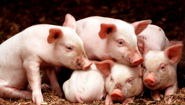 平安中证畜牧养殖ETF,养殖ETF,平安中证畜牧养殖交易型开放式指数证券投资基金,516760,51