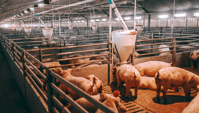 平安中证畜牧养殖ETF,养殖ETF,平安中证畜牧养殖交易型开放式指数证券投资基金,516760,51