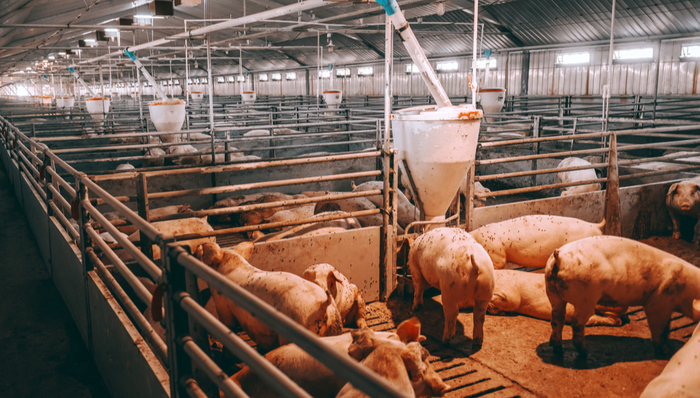 平安中证畜牧养殖ETF,养殖ETF,平安中证畜牧养殖交易型开放式指数证券投资基金,516760,51