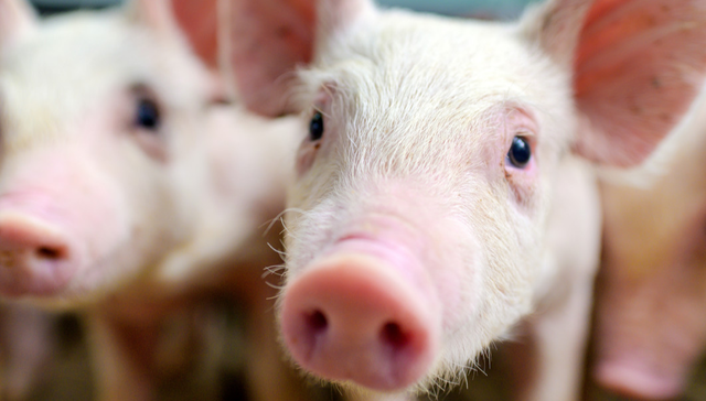 平安中证畜牧养殖ETF,养殖ETF,平安中证畜牧养殖交易型开放式指数证券投资基金,516760,51