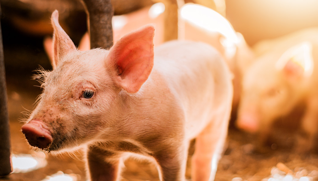 平安中证畜牧养殖ETF,养殖ETF,平安中证畜牧养殖交易型开放式指数证券投资基金,516760,51