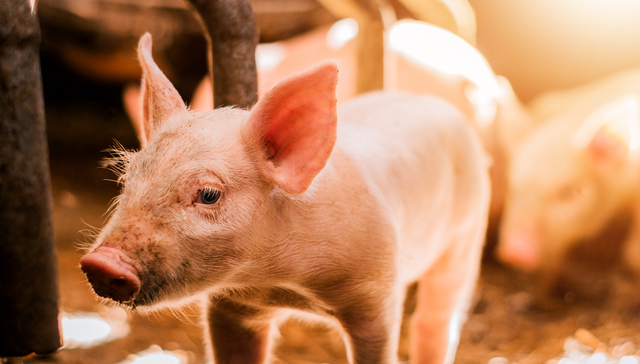 平安中证畜牧养殖ETF,养殖ETF,平安中证畜牧养殖交易型开放式指数证券投资基金,516760,51