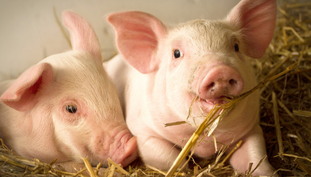 000048.SZ,京基智农,深圳市京基智农时代股份有限公司,KINGKEY,SMART,AGRI,