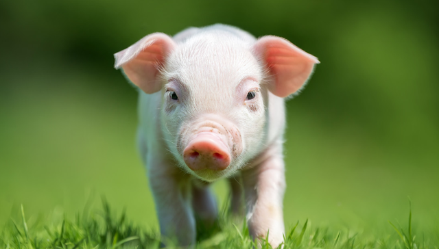 平安中证畜牧养殖ETF,养殖ETF,平安中证畜牧养殖交易型开放式指数证券投资基金,516760,51