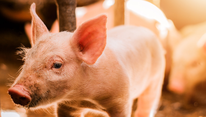 畜牧ETF,鹏华中证畜牧养殖交易型开放式指数证券投资基金,159867,159867.SZ,中证畜牧