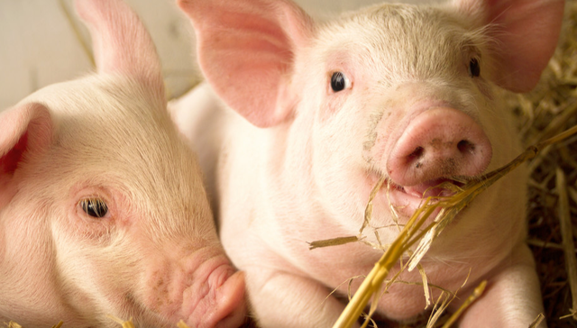 畜牧ETF,农林牧渔,鹏华中证畜牧养殖交易型开放式指数证券投资基金,159867,159867.SZ