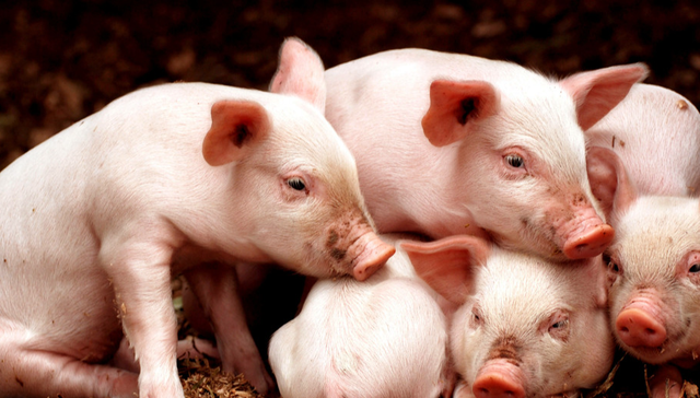 平安中证畜牧养殖ETF,养殖ETF,农林牧渔,平安中证畜牧养殖交易型开放式指数证券投资基金,5167