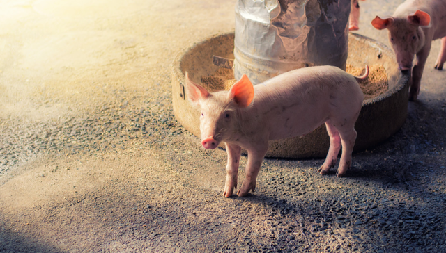 畜牧ETF,农林牧渔,鹏华中证畜牧养殖交易型开放式指数证券投资基金,159867,159867.SZ