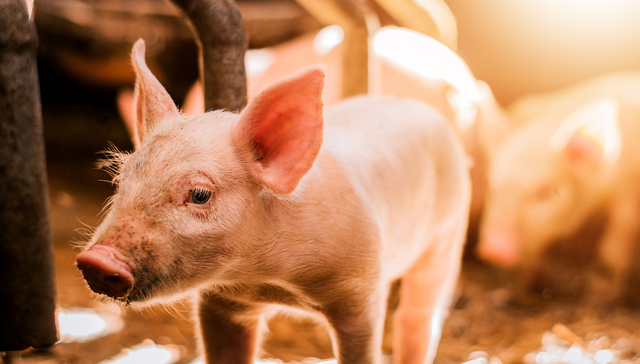 畜牧ETF,农林牧渔,鹏华中证畜牧养殖交易型开放式指数证券投资基金,159867,159867.SZ