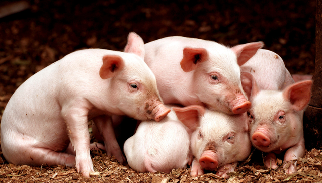 畜牧ETF,农林牧渔,鹏华中证畜牧养殖交易型开放式指数证券投资基金,159867,159867.SZ