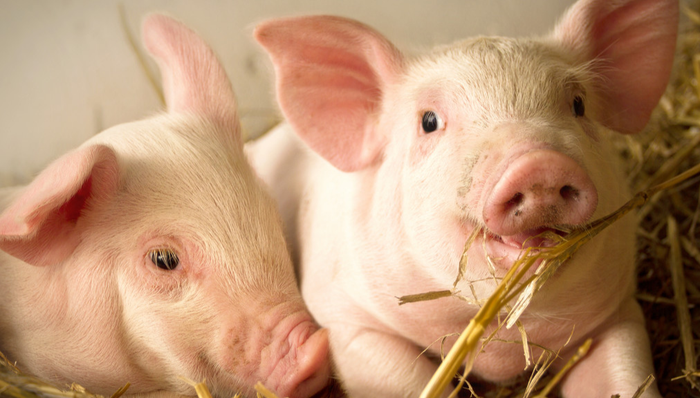 平安中证畜牧养殖ETF,养殖ETF,农林牧渔,平安中证畜牧养殖交易型开放式指数证券投资基金,5167