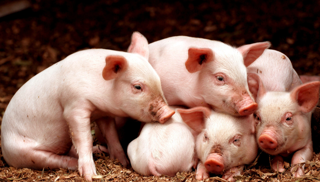 畜牧ETF,农林牧渔,鹏华中证畜牧养殖交易型开放式指数证券投资基金,159867,159867.SZ