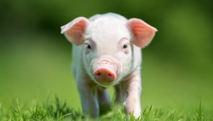 畜牧ETF,农林牧渔,鹏华中证畜牧养殖交易型开放式指数证券投资基金,159867,159867.SZ