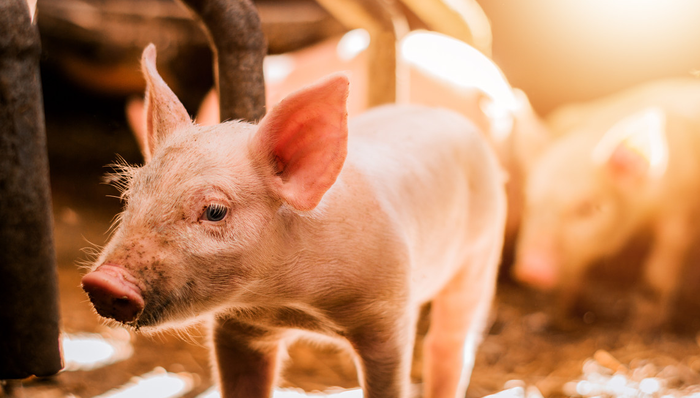 平安中证畜牧养殖ETF,养殖ETF,农林牧渔,平安中证畜牧养殖交易型开放式指数证券投资基金,5167