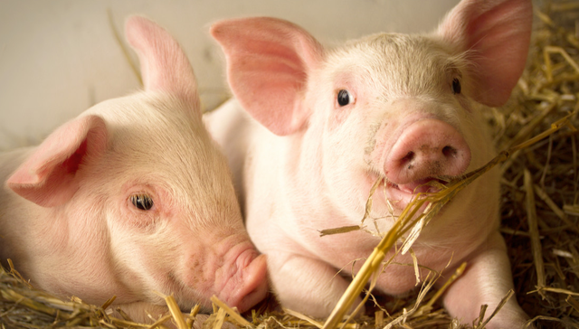 平安中证畜牧养殖ETF,养殖ETF,农林牧渔,平安中证畜牧养殖交易型开放式指数证券投资基金,5167