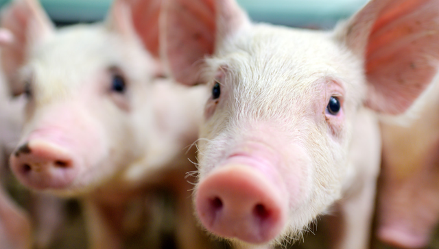 平安中证畜牧养殖ETF,养殖ETF,农林牧渔,平安中证畜牧养殖交易型开放式指数证券投资基金,5167