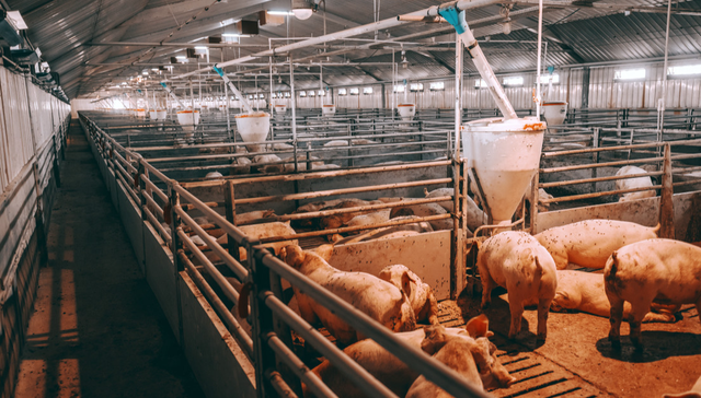 平安中证畜牧养殖ETF,养殖ETF,农林牧渔,平安中证畜牧养殖交易型开放式指数证券投资基金,5167