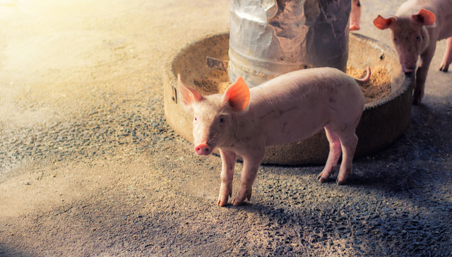 平安中证畜牧养殖ETF,养殖ETF,农林牧渔,平安中证畜牧养殖交易型开放式指数证券投资基金,5167