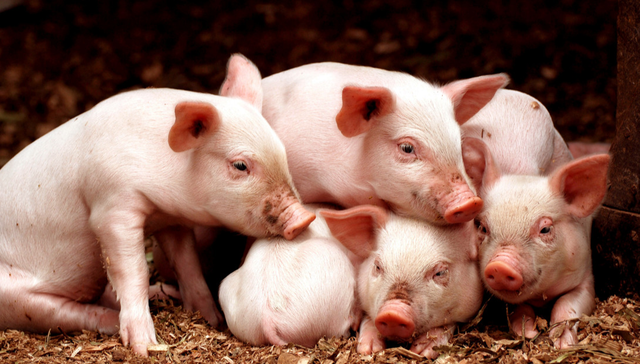 易方达中证现代农业主题ETF,现代农业,农林牧渔,易方达中证现代农业主题交易型开放式指数证券投资基金