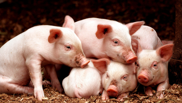 易方达中证现代农业主题ETF,现代农业,农林牧渔,易方达中证现代农业主题交易型开放式指数证券投资基金