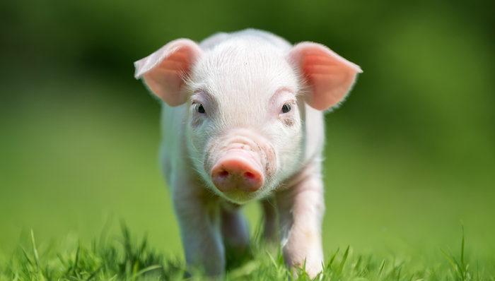 平安中证畜牧养殖ETF,养殖ETF,农林牧渔,平安中证畜牧养殖交易型开放式指数证券投资基金,5167