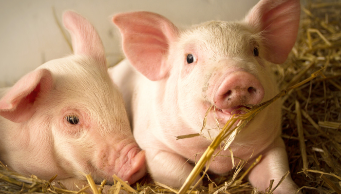 平安中证畜牧养殖ETF,养殖ETF,农林牧渔,平安中证畜牧养殖交易型开放式指数证券投资基金,5167