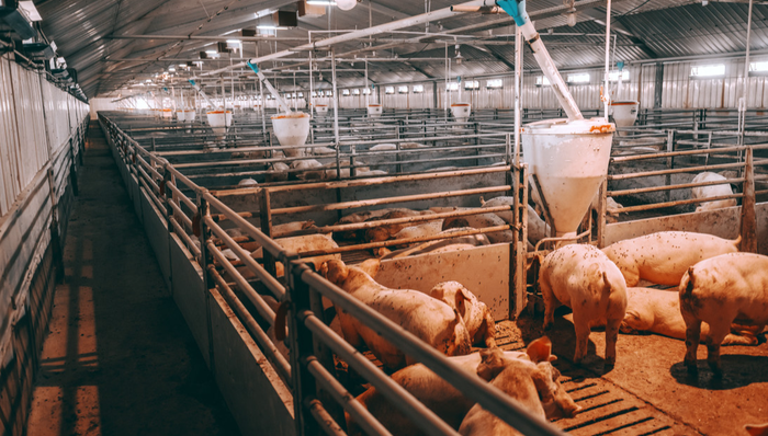 畜牧ETF,农林牧渔,鹏华中证畜牧养殖交易型开放式指数证券投资基金,159867,159867.SZ