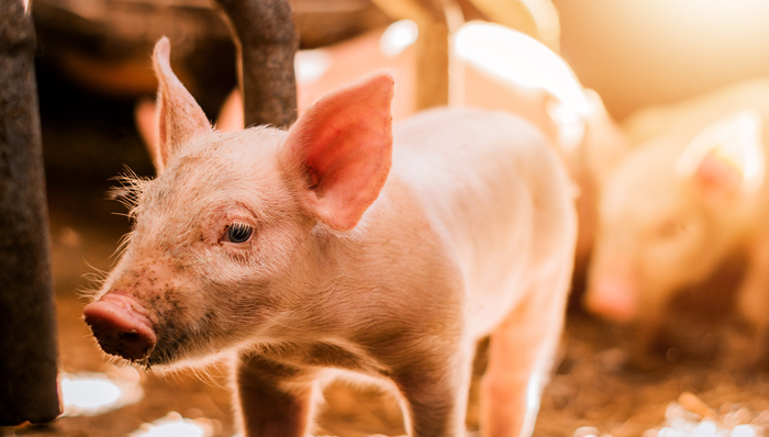 平安中证畜牧养殖ETF,养殖ETF,农林牧渔,平安中证畜牧养殖交易型开放式指数证券投资基金,5167